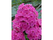 ������ ������ *