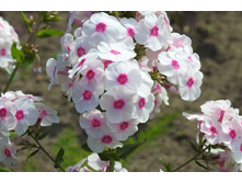 �������� ��� (����)18�*