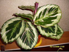 ������� Shine star