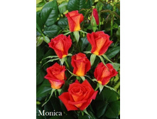 Monica, 205���. �-� (�������� 1��).jpg