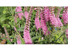 �������� �������