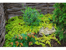 ��������� ����������