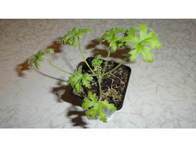 ������ �������� �������� - 150  ���.