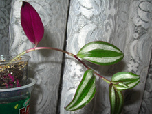 IMG 5510.JPG