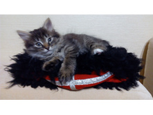 �������-�����