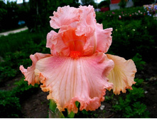 AUGUSTINE ��� 05