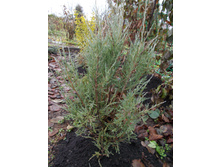 ���. ����. ��� ����� +