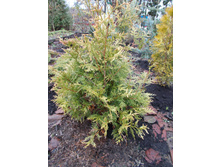 ��� �������� �������