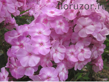 �������� ������