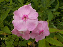 ��������-������ *)