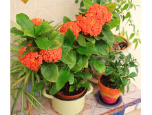 ������ ( Ixora) -������ �������� ...