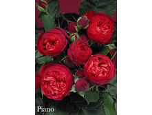 Piano, 205���. �-� (�������� 4��).jpg