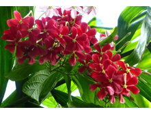 ���������� ��������� (Quisqualis indica)- ������ �������� ...