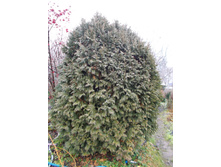 ��� �������� +)