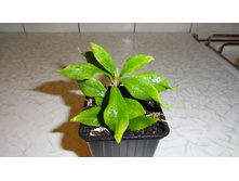 ���������� �������� ���� ������- 150 ���.