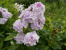 ��������� *)