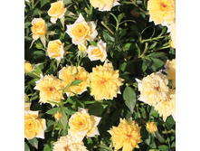 ������ ���� �������� ���. �����������, 150���. (�������� 2��).jpg