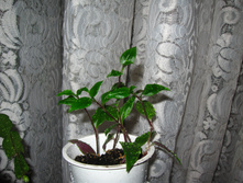 IMG 5509.JPG