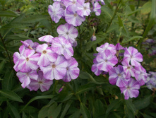 ������ ����  �����*)