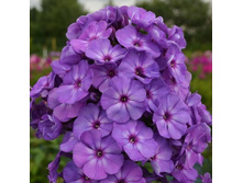 ����� (����)18�*