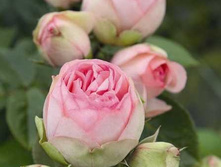 Charming Piano, 205���. (�������� 3��).jpg