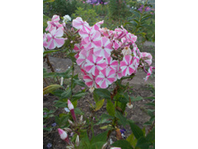 ��������� ����� *)