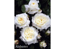 Alabaster, 205���. ���������� (�������� 1��).jpg