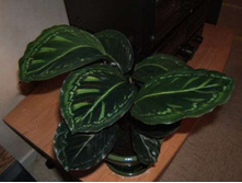 ������� QueenStar