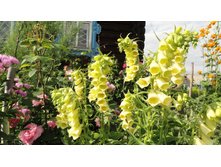 ����������� ������