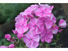 ������ *