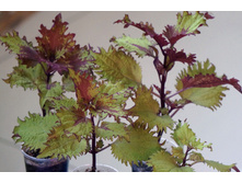 ������ Henna