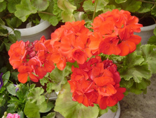 ���������� ���� ��������