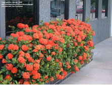 ������ ( Ixora) - �� ����� ....