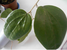 glabra