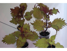 ������ Henna