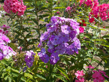 ������� ������� *)