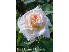 Karl Heniz Hanisch, 205���. �-� (�������� 2��).jpg