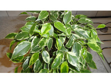 ����� �����