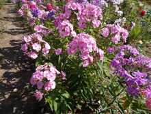 �������� (���������) *)