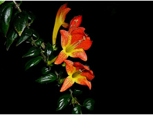 �������� SH-Svetlana - 150 ���.