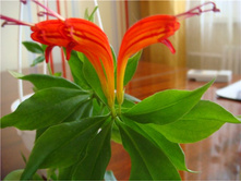 ���������� �������� ���� ������....