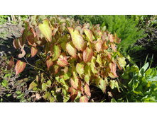 ������� ������