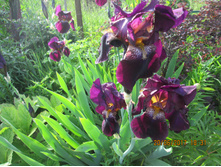 ���� ��������� - 60 ���