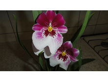 ���������..... ����� ��������� ������ ..)