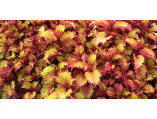 Koleus Henna (���� �� ���������)