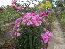 ������� �����*)