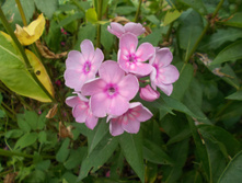 ������� ������ *)