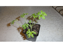 ������ �������� ��������)-