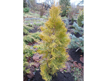 ��� ���. ������ ������� +)