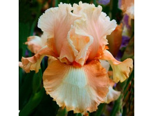 PADDED SHOULDERS ���� 05